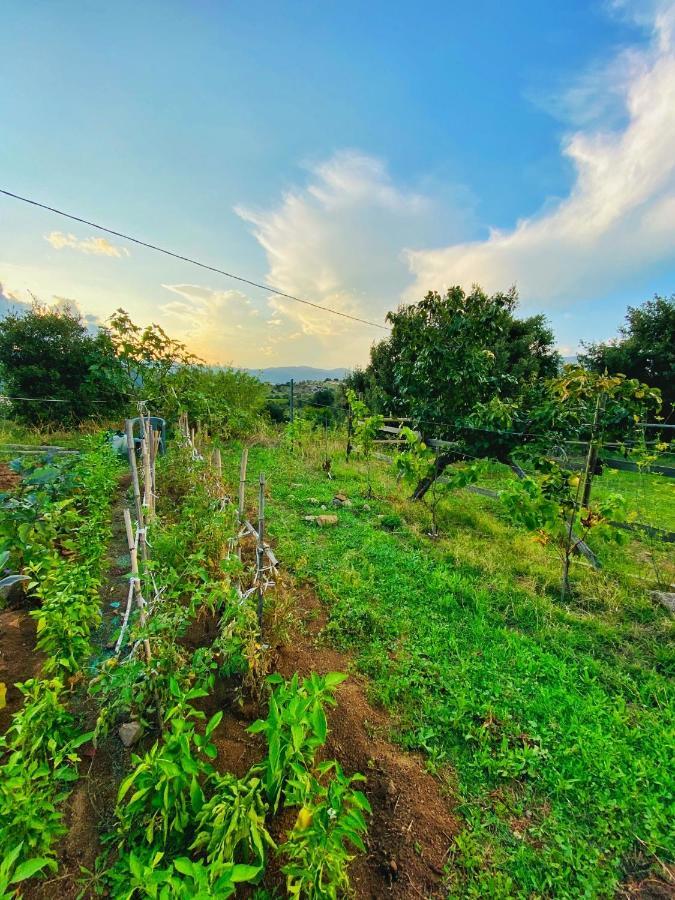 Locanda Tipica Sa Corte โอเลียนา ภายนอก รูปภาพ